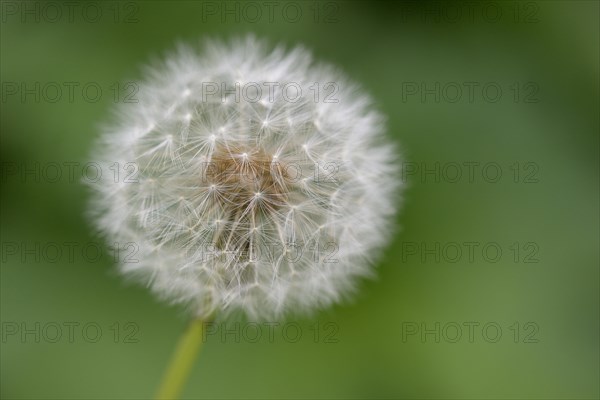 Common dandelion