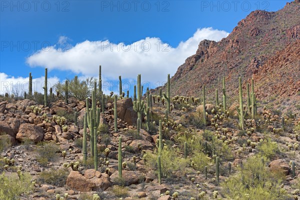 Saguaro Cacti