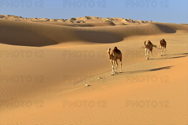 Dromedaries