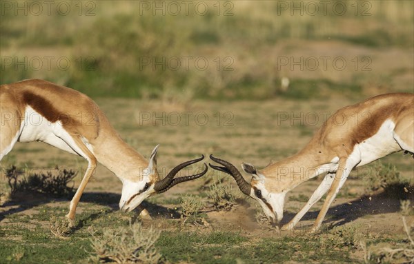 Springboks