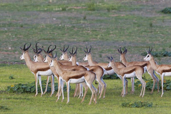 Springboks