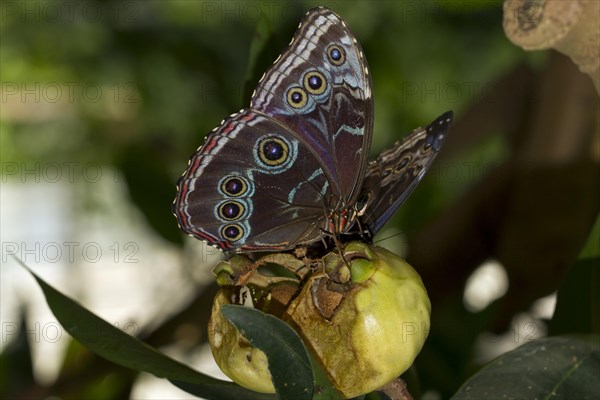 Blue Morpho