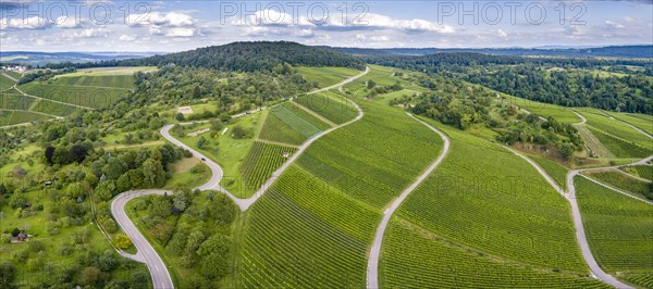 Serpentine road through vineyards