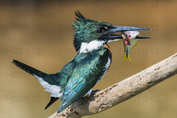 Green Kingfisher