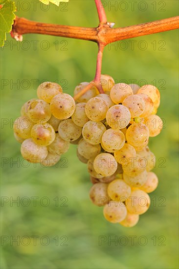 Riesling grapes