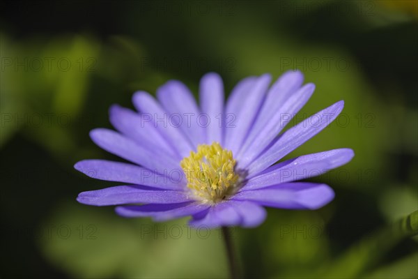 Blue Grecian windflower