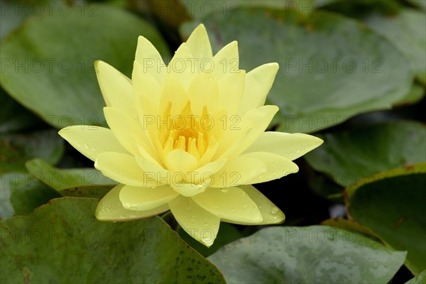 Yellow water lily