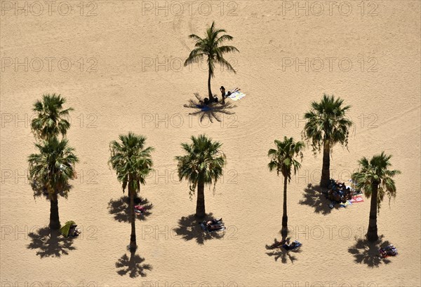 Palm trees on the beach