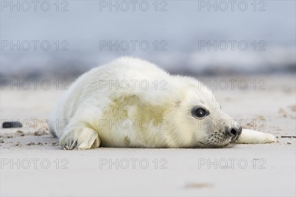 Newborn gray seal