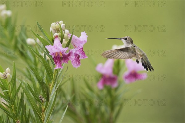 Ruby-throated Hummingbird