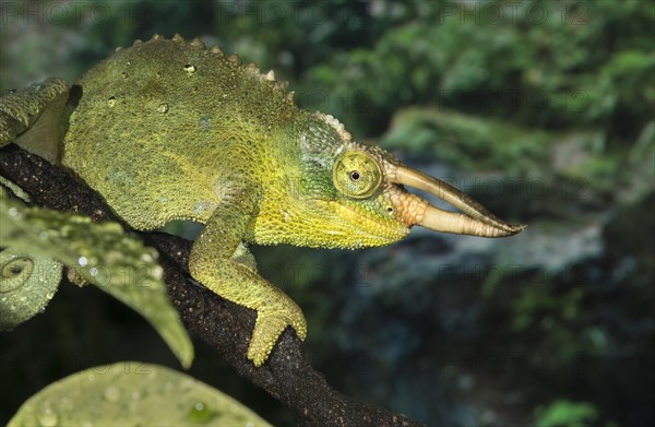 Jackson's horned chameleon