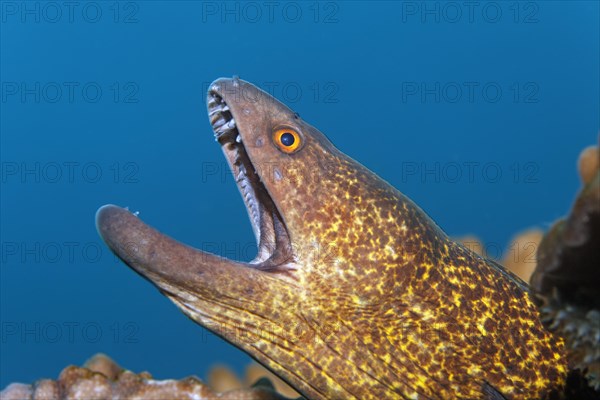 Yellow-edged moray