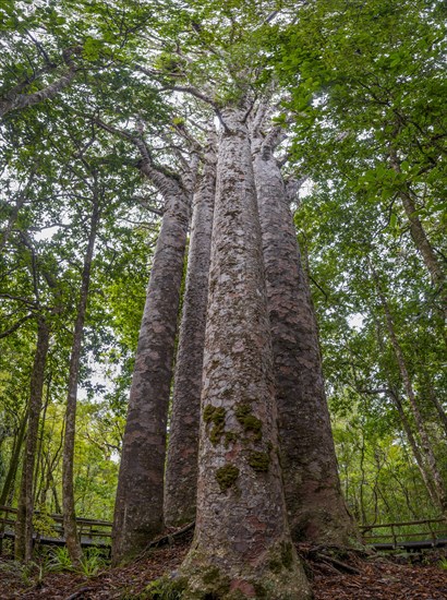 Four Kauri trees