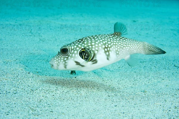 White-spotted puffer