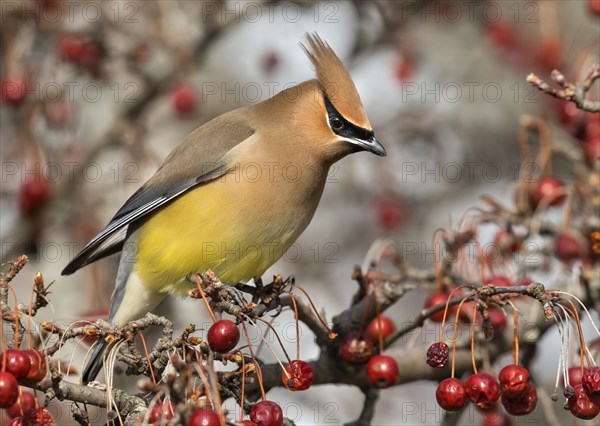 Cedar waxwing