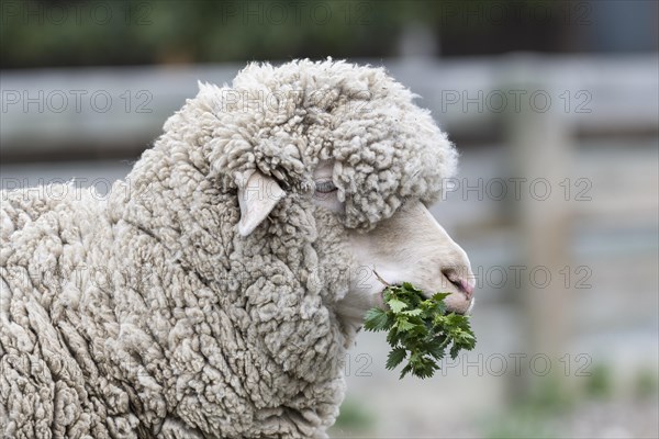 Merino sheep feeding on nettles