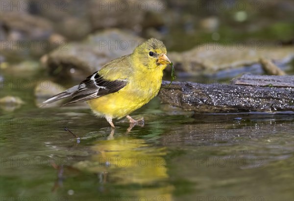 American goldfinch