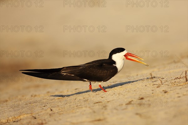 African skimmer