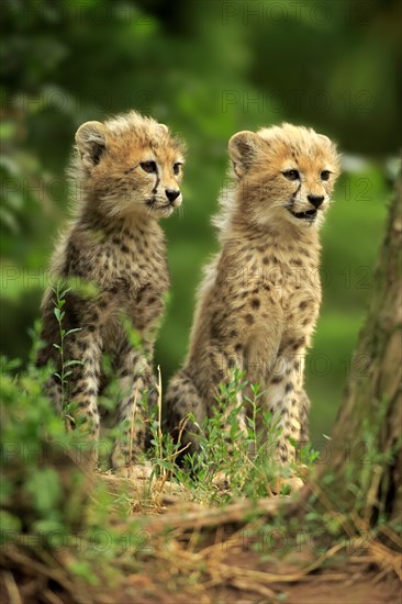 Sudan cheetah