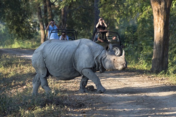 Indian rhinoceros