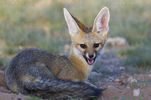 Cape Fox