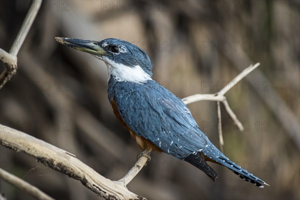 Ringed kingfisher