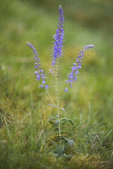 Spiked speedwell