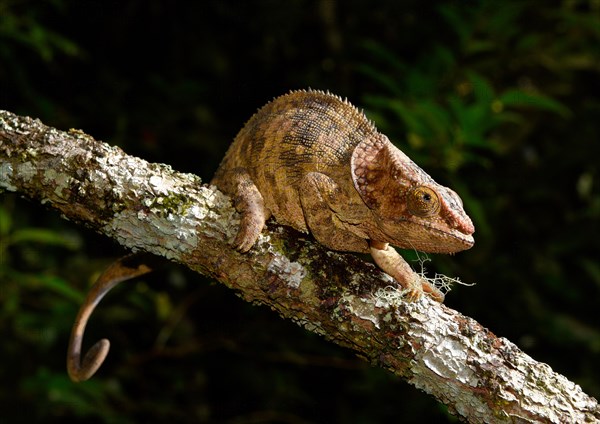 Shorthorn chameleon