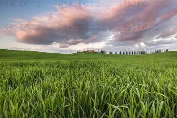 Country estate Poggio Covili with road lined with cypress trees