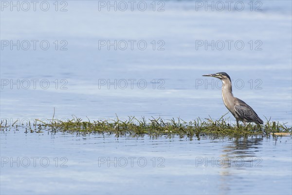 Striated Heron