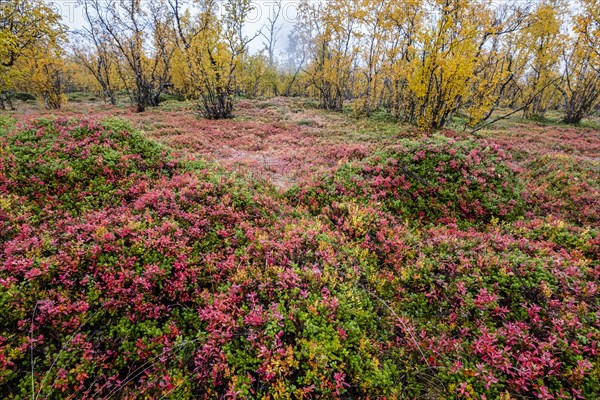 Autumnal forest floor