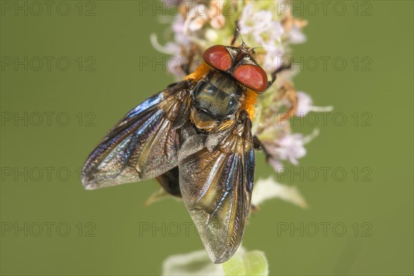 Parasitic fly