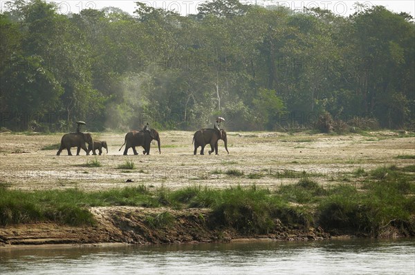 Morning elephant ride on the Rapti River