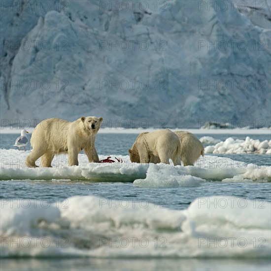 Polar bears