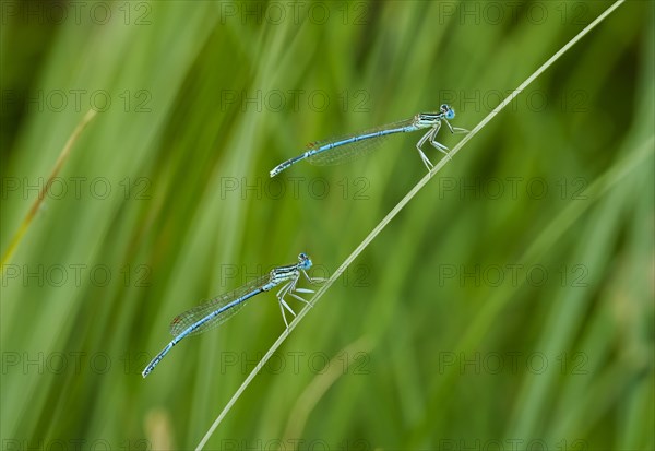 White-legged damselflies