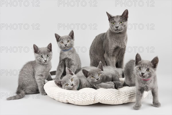 Russian Blue cats