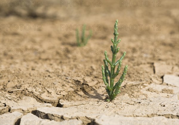 Samphire