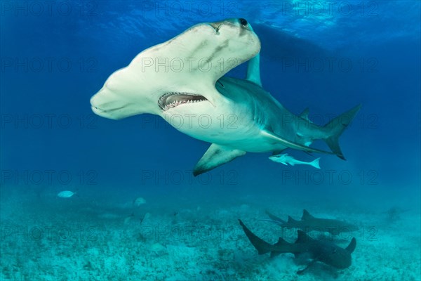 Great hammerhead shark