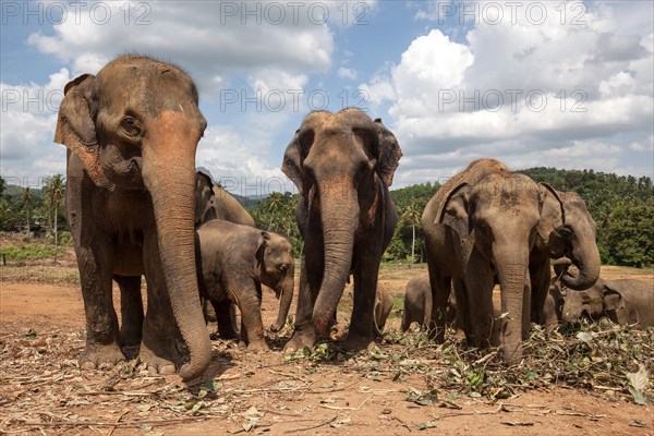 Asian elephants