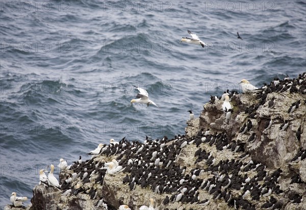 Common Guillemots