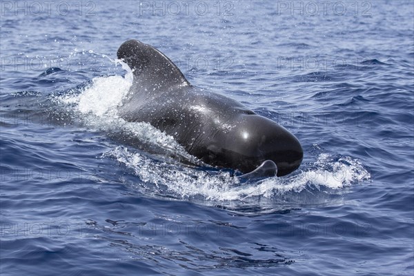 Long-finned pilot whale