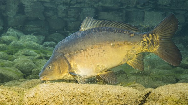 European carp