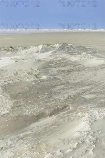 Foredunes with sand drifts