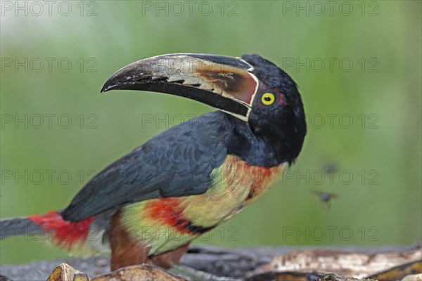 Fiery-billed Aracari