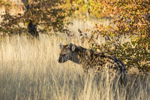 Spotted Hyena