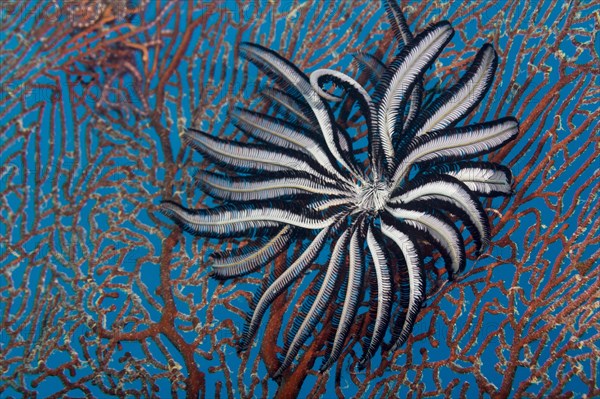 Feather Star