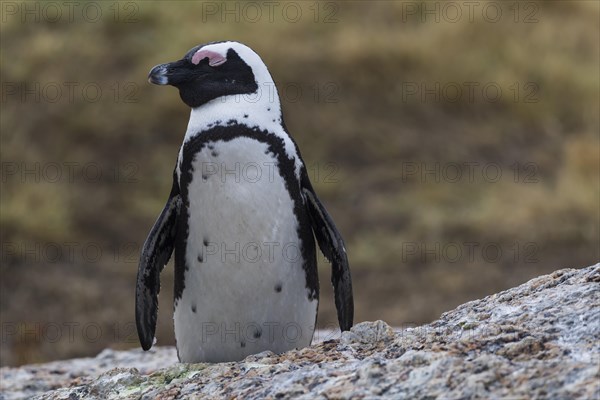 Black footed penguin