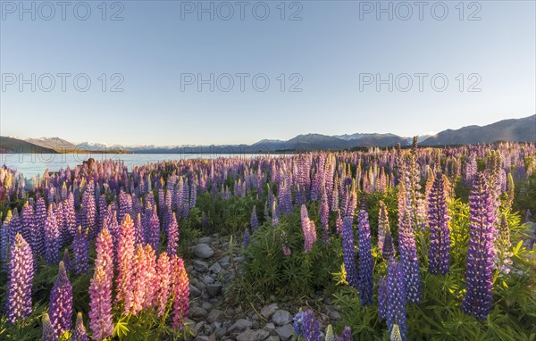 Purple Large-leaved lupines