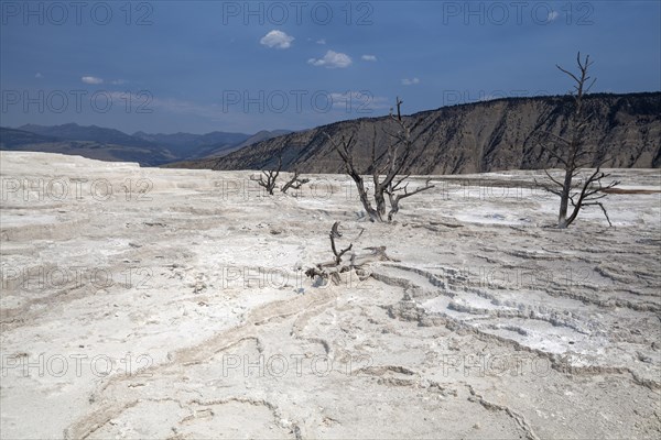 Dead trees standing in mineral deposits