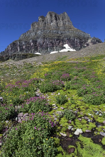 Blooming wildflowers at Hidden Lake Trail